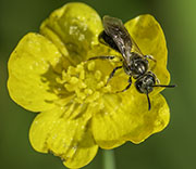 Bees